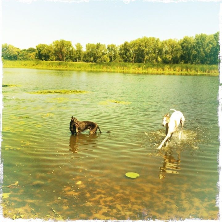 blue green algae dog blue green algae dog